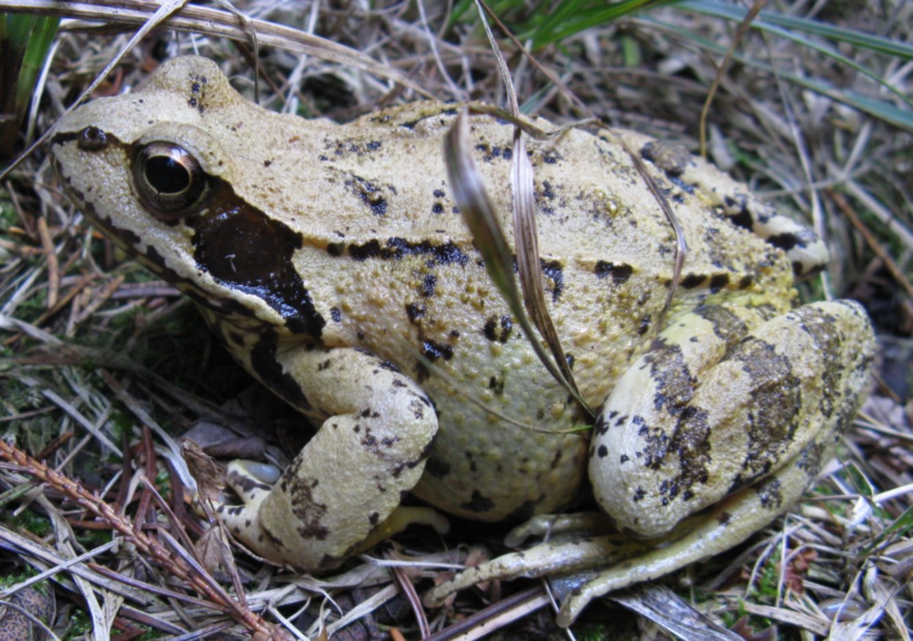 Rospo? delle montagne bellunesi - Rana temporaria